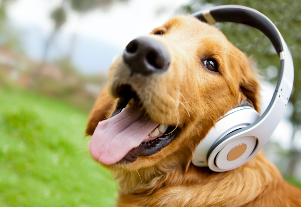 Cute dog listening to music with headphones outdoors pet screening
