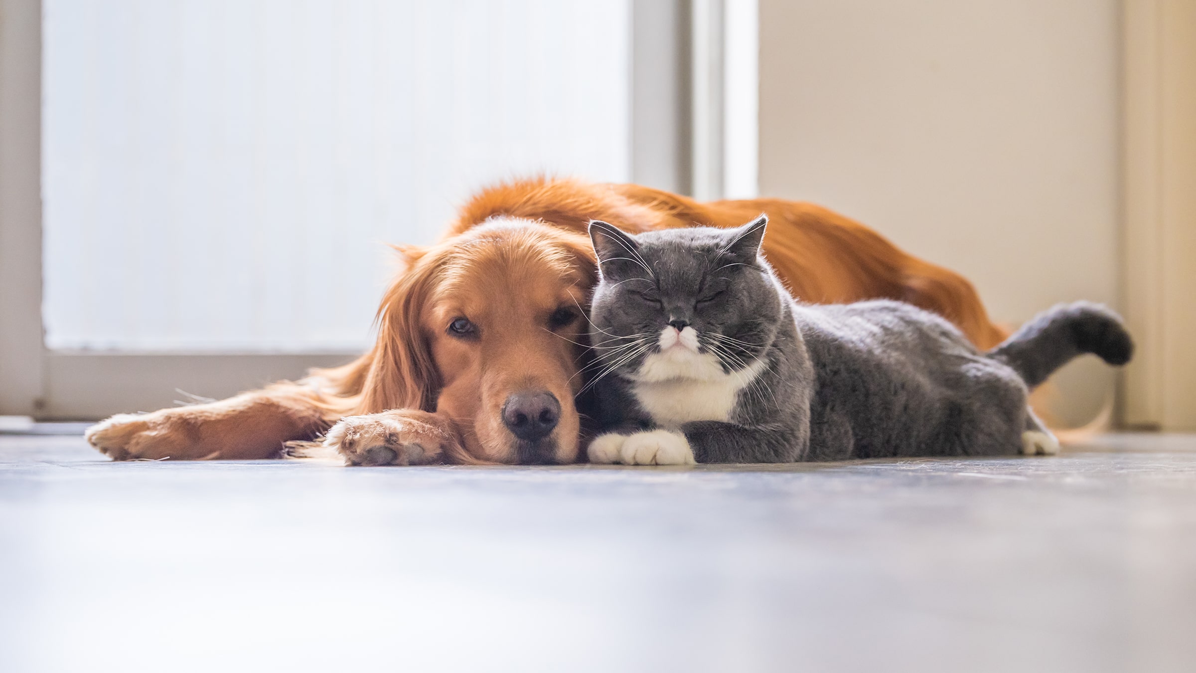 Pawsitively Good Business: The Benefits of Allowing Pets in Your Lake Nona Rental Property